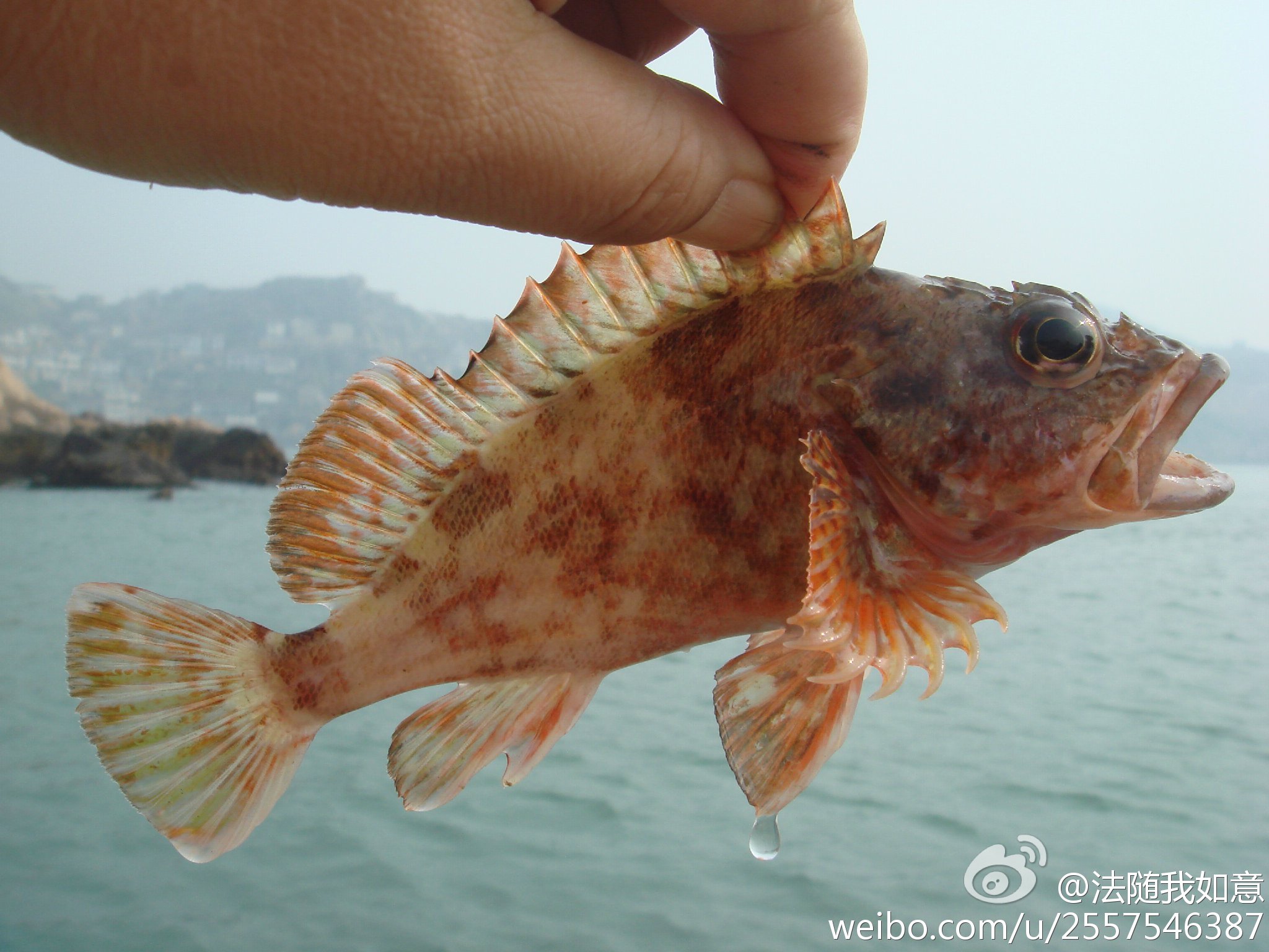 肉嫩味鲜虎头鱼