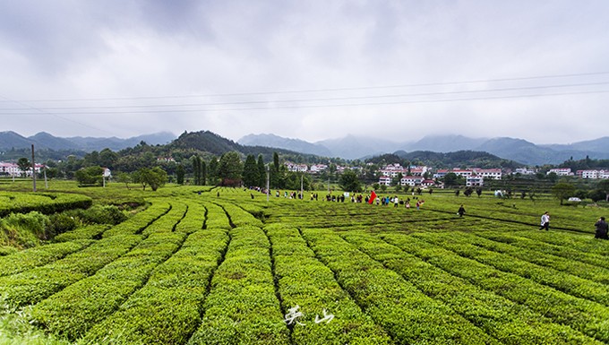 秀美英山"森"呼吸 好空气之旅