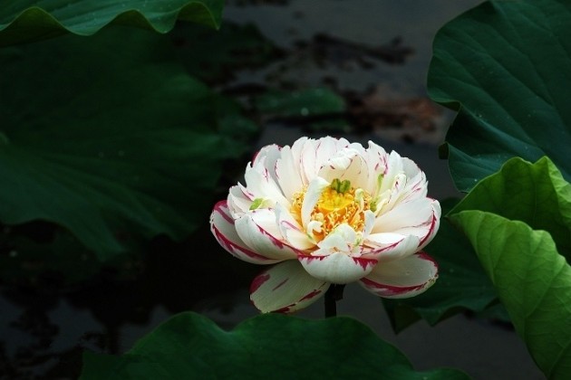 普同塔荷花池 此处水域展示复色品种"大洒锦"及传统红莲.