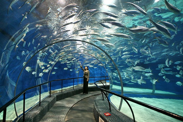 上海海洋水族馆穿梭海底隧道