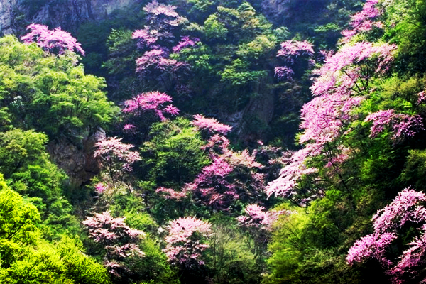 赏紫荆 观瀑布 太平森林公园一日游_户县攻略