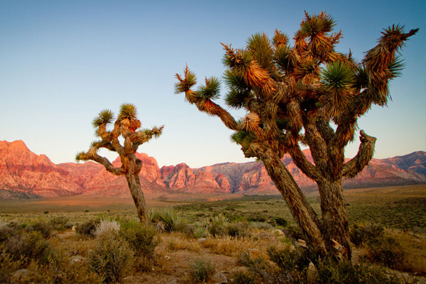 加利福尼亚州莫哈维沙漠(mojave desert, california)