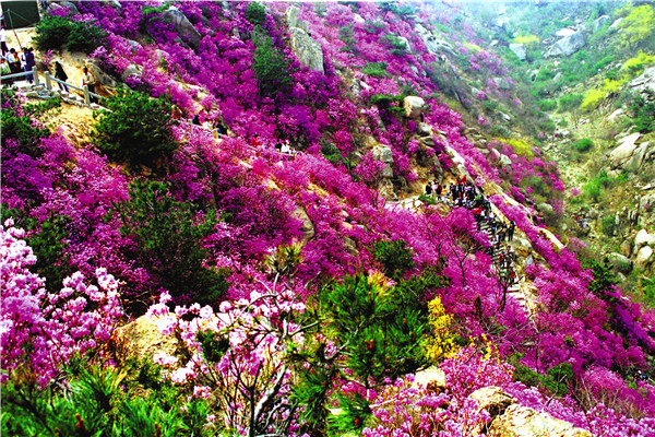 大珠山人口_大珠山杜鹃花图片