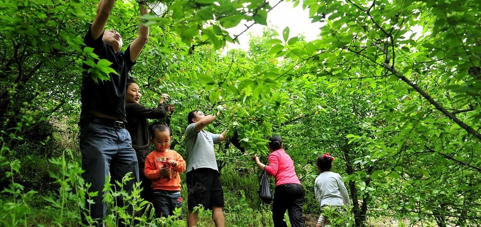 亚洲 中国 重庆 渝北 铁山坪  四月来场饕餮盛宴 铁山坪玉峰山一日游