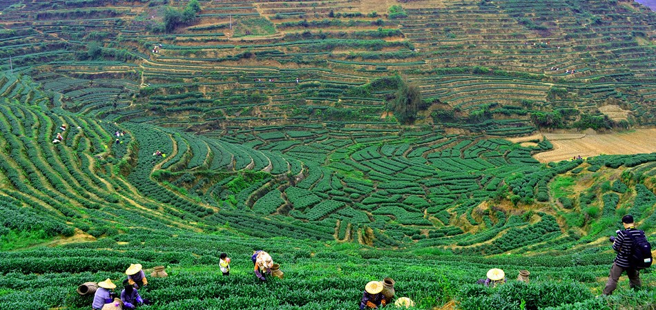 安溪采茶文化之旅