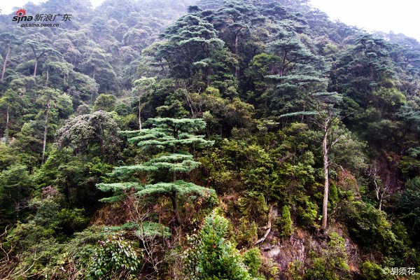 南岭"小黄山"原始森林