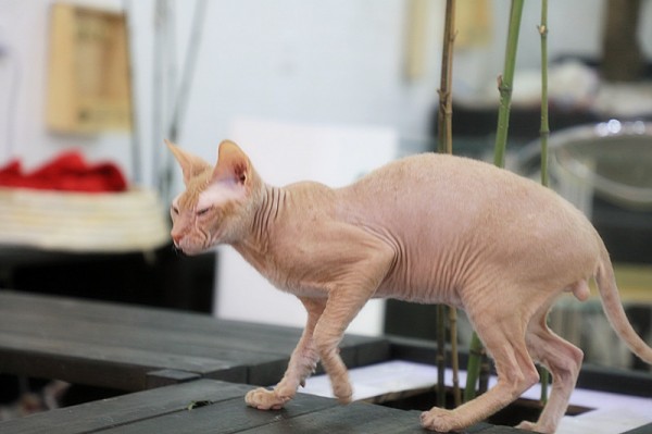 え!?食べちゃった!!猫の誤飲。紐?ビニール??症状と対処 | ノラから家猫〜ロミちゃん〜 猫が家族の日常