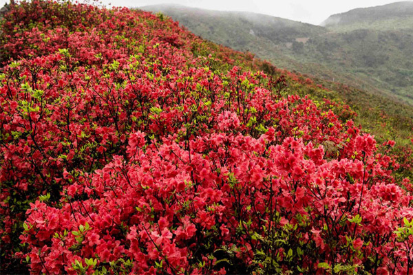 童话般的高山杜鹃花海