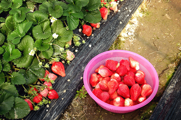 阳光周末 大圩摘草莓走起