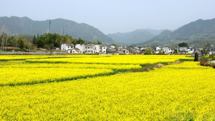 穿越黟县那片油菜花海