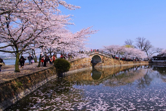 樱花桥的样子图片