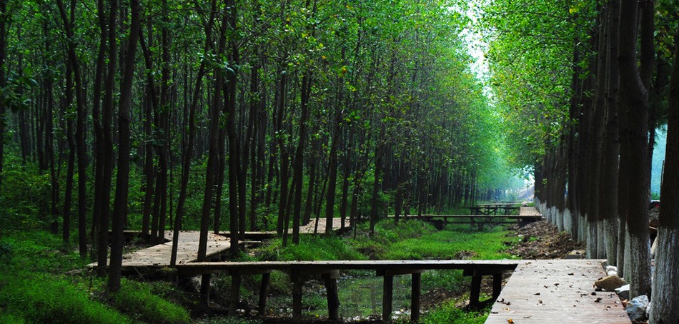 滨湖国家森林湿地公园图片